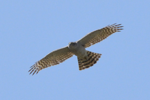 トリミング 2021/3月 SIGMA150-600C+D500 600mm F8 ss1/1600 ISO800 AF-C 25点