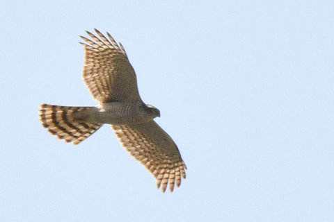 トリミング 2021/3月 SIGMA150-600C+D500 600mm F8 ss1/1250 ISO400 AF-C 25点　