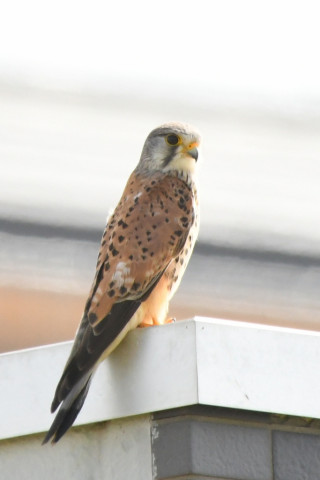 トリミング 2021/3月 SIGMA150-600C+D500 600mm F8 ss1/1250 ISO900 AF-C 25点　