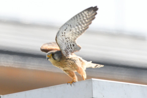 トリミング 2021/3月 SIGMA150-600C+D500 600mm F8 ss1/1250 ISO800 AF-C 25点　