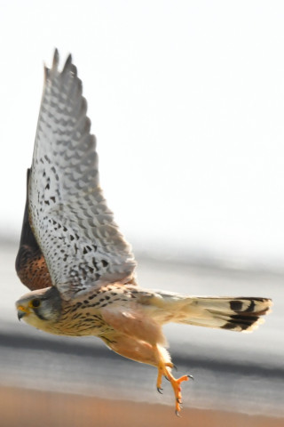 トリミング 2021/3月 SIGMA150-600C+D500 600mm F8 ss1/1250 ISO800 AF-C 25点　