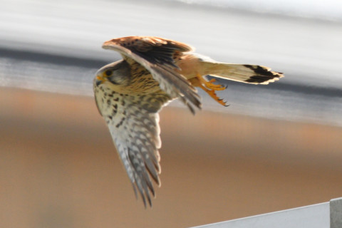 トリミング 2021/3月 SIGMA150-600C+D500 600mm F8 ss1/1250 ISO800 AF-C 25点
