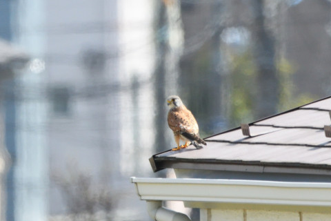 トリミング 2021/3月 SIGMA150-600C+D500 600mm F8 ss1/1250 ISO1400