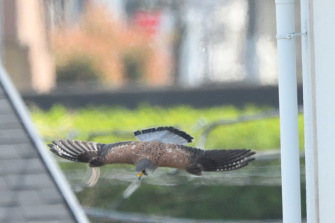 トリミング 2021/3月 SIGMA150-600C+D500 600mm F8 ss1/1250 ISO2000 AF-C 25点