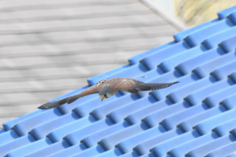 トリミング 2021/3月 SIGMA150-600C+D500 600mm F8 ss1/1250 ISO2200 AF-C 25点　