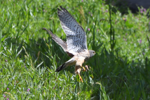 トリミング 2021/3月 SIGMA150-600C+D500 600mm F8 ss1/1250 ISO1600 AF-C 25点　