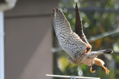 2021/3月 SIGMA150-600C+D500 600mm F8 ss1/1250 ISO2800 AF-C 25点　