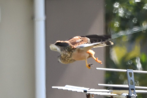 2021/3月 SIGMA150-600C+D500 600mm F8 ss1/1250 ISO2800 AF-C 25点　