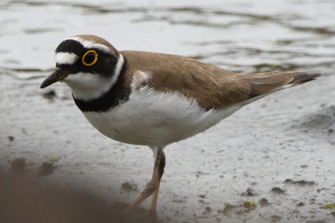 トリミング 2021/4月 SIGMA150-600C+D500 600mm F8 ss1/1250 ISO1100 AF-C 25点　