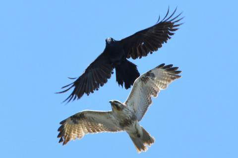 トリミング 2021/4月 SIGMA150-600C+D500 600mm F8 ss1/1250 ISO1600 AF-C 25点　