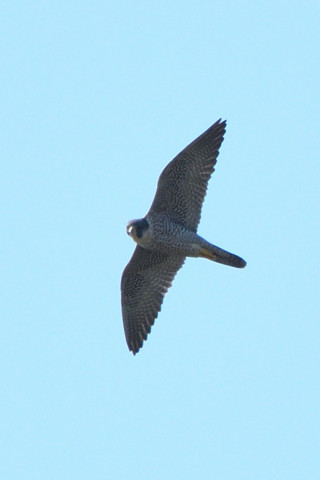 トリミング 2021/4月 SIGMA150-600C+D500 600mm F8 ss1/1250 ISO400 AF-C 25点　