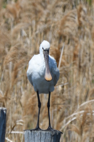 トリミング 2021/4月 SIGMA150-600C+D500 600mm F8 ss1/400 ISO160