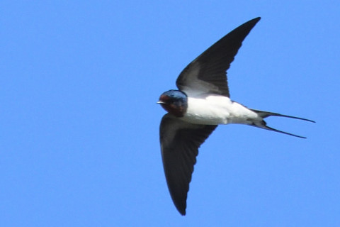 トリミング 2021/4月 SIGMA150-600C+D500 600mm F8 ss1/1250 ISO720 AF-C 25点　