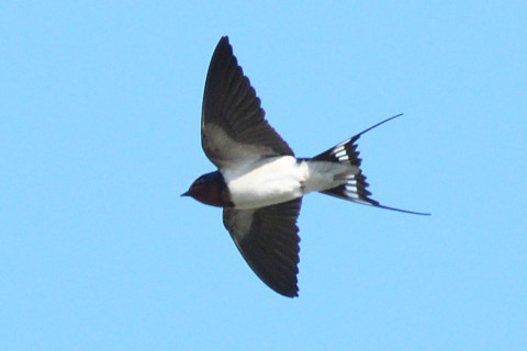 トリミング 2021/4月 SIGMA150-600C+D500 600mm F8 ss1/1250 ISO720 AF-C グループエリア　