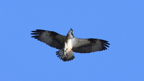 トリミング 2021/4月 SIGMA150-600C+D500 600mm F8 ss1/1250 ISO800 AF-C 25点　