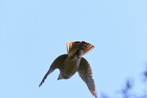 トリミング 2021/4月 SIGMA150-600C+D500 600mm F8 ss1/1250 ISO500 AF-C 25点　