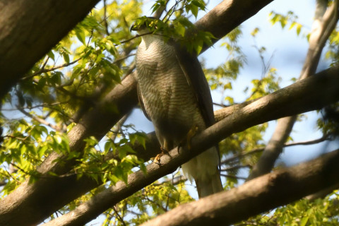 トリミング 2021/4月 SIGMA150-600C+D500 600mm F8 ss1/1250 ISO2800