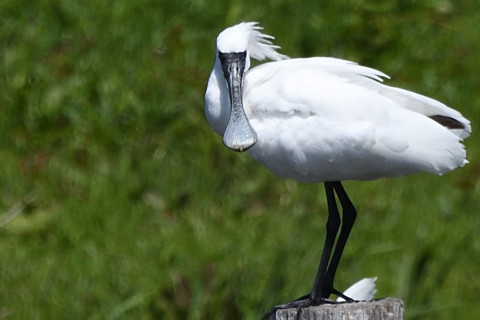 トリミング 2021/4月 SIGMA150-600C+D500 600mm F8 ss1/1250 ISO320