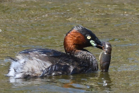 トリミング 2021/4月 SIGMA150-600C+D500 600mm F8 ss1/1250 ISO1250 AF-C 25点　