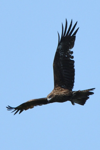 トリミング 2021/4月 SIGMA150-600C+D500 600mm F8 ss1/1250 ISO320 AF-C 25点　