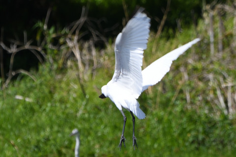 トリミング 2021/4月 SIGMA150-600C+D500 600mm F8 ss1/500 ISO200 AF-C 25点　