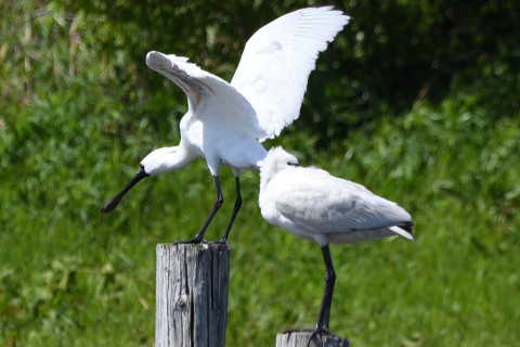 トリミング 2021/4月 SIGMA150-600C+D500 600mm F8 ss1/500 ISO200 AF-C 25点　