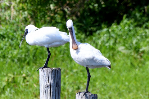 トリミング 2021/4月 SIGMA150-600C+D500 600mm F8 ss1/1250 ISO900 AF-C 25点　