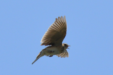 トリミング 2021/4月 SIGMA150-600C+D500 600mm F8 ss1/1250 ISO640 AF-C 25点　