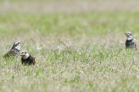 トリミング 2021/4月 SIGMA150-600C+D500 600mm F8 ss1/1250 ISO1250