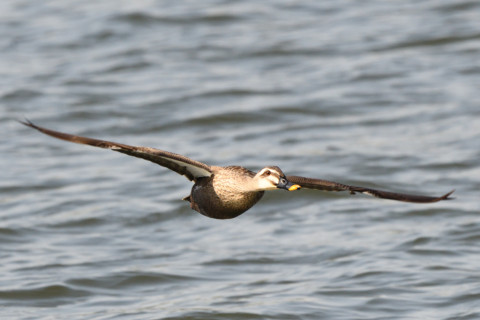 トリミング 2021/4月 SIGMA150-600C+D500 600mm F8 ss1/1250 ISO1250 AF-C グループエリア　