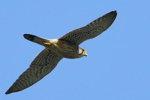 トリミング 2021/4月 SIGMA150-600C+D500 600mm F8 ss1/1250 ISO800 AF-C 25点　