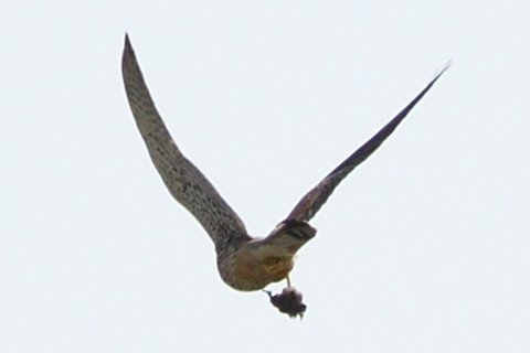 トリミング 2021/4月 SIGMA150-600C+D500 600mm F8 ss1/1250 ISO200 AF-C 25点　