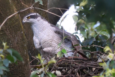 トリミング 2021/4月 SIGMA150-600C+D500 600mm F8 ss1/125 ISO4000