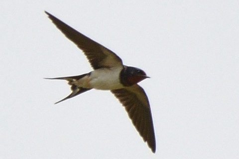 2021/4月 SIGMA150-600C+D500 600mm F7.1 ss1/1600 ISO220 AF-C 25点