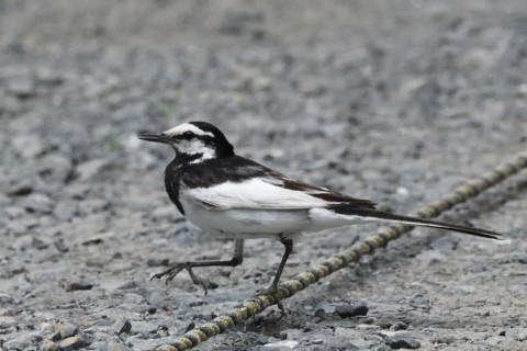 トリミング 2021/6月 SIGMA150-600C+D500 600mm F8 ss1/1600 ISO2500 AF-C シングル