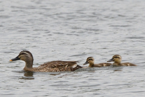 トリミング 2021/6月 SIGMA150-600C+D500 600mm F8 ss1/640 ISO200 AF-C シングル