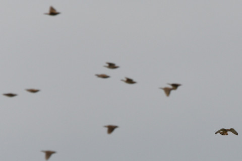 トリミング 2021/6月 SIGMA150-600C+D500 600mm F8 ss1/1250 ISO500 AF-C シングル　