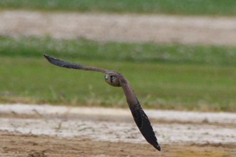 トリミング 2021/6月 SIGMA150-600C+D500 600mm F8 ss1/1250 ISO800 AF-C シングル
