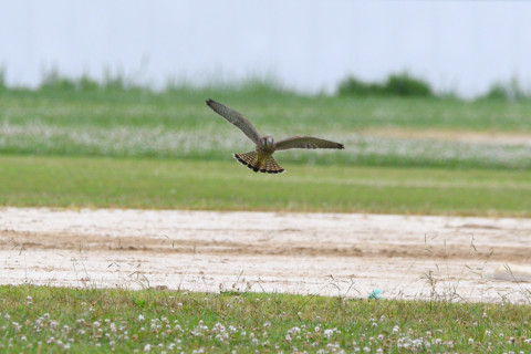 トリミング 2021/6月 SIGMA150-600C+D500 600mm F8 ss1/1250 ISO720 AF-C グループエリア