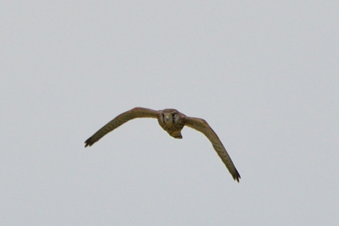 トリミング 2021/6月 SIGMA150-600C+D500 600mm F8 ss1/1250 ISO220 AF-C グループエリア