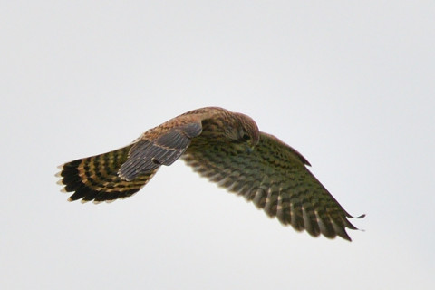 トリミング 2021/6月 SIGMA150-600C+D500 600mm F8 ss1/1250 ISO160 AF-C グループエリア