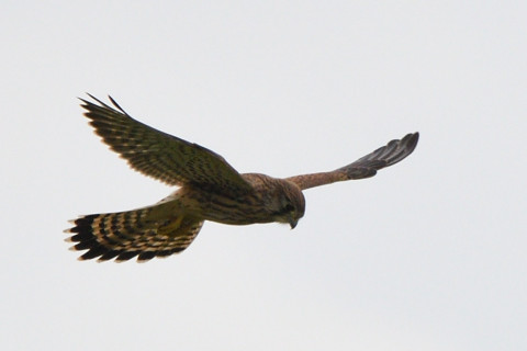 トリミング 2021/6月 SIGMA150-600C+D500 600mm F8 ss1/1250 ISO180 AF-C グループエリア