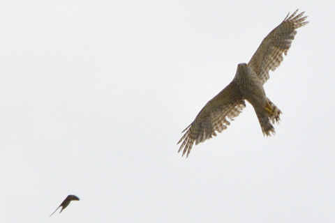 トリミング 2021/6月 SIGMA150-600C+D500 600mm F8 ss1/1250 ISO140 AF-C シングル
