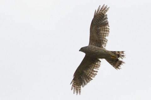 トリミング 2021/6月 SIGMA150-600C+D500 600mm F8 ss1/1250 ISO125 AF-C シングル