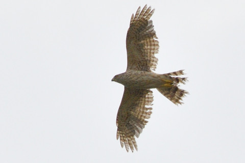 トリミング 2021/6月 SIGMA150-600C+D500 600mm F8 ss1/1250 ISO140 AF-C シングル