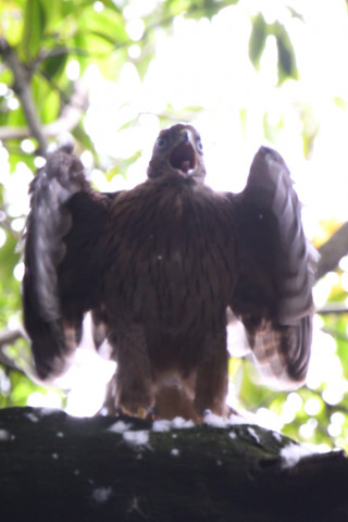 トリミング 2021/6月 SIGMA150-600C+D500 600mm F8 ss1/60 ISO1250 AF-C シングル