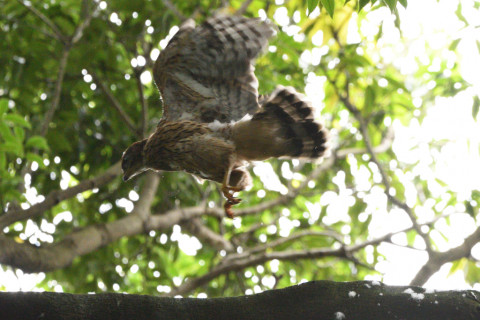 トリミング 2021/6月 SIGMA150-600C+D500 600mm F8 ss1/500 ISO2000 AF-C シングル 