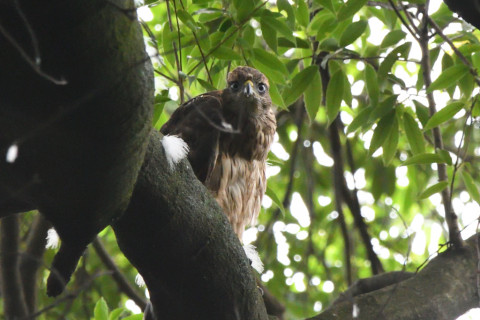 トリミング 2021/6月 SIGMA150-600C+D500 600mm F8 ss1/500 ISO4000