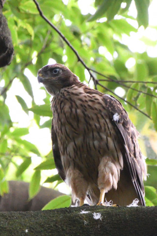 トリミング 2021/6月 SIGMA150-600C+D500 600mm F8 ss1/200 ISO4000