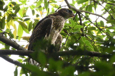 トリミング 2021/6月 SIGMA150-600C+D500 600mm F8 ss1/800 ISO4000